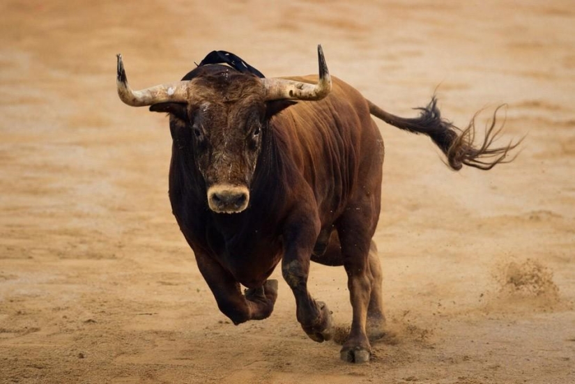El regreso del matador