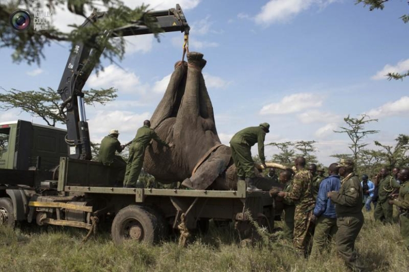 El Servicio de Vida Silvestre de Kenia reubica elefantes