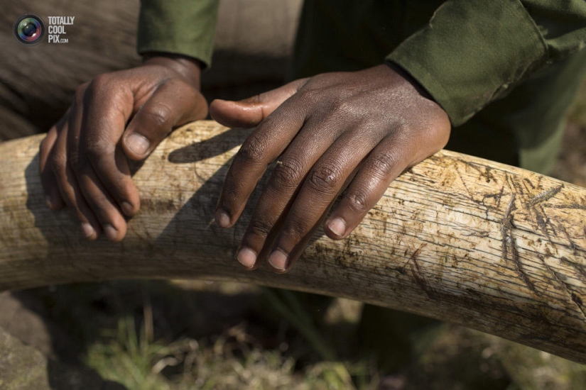 El Servicio de Vida Silvestre de Kenia reubica elefantes
