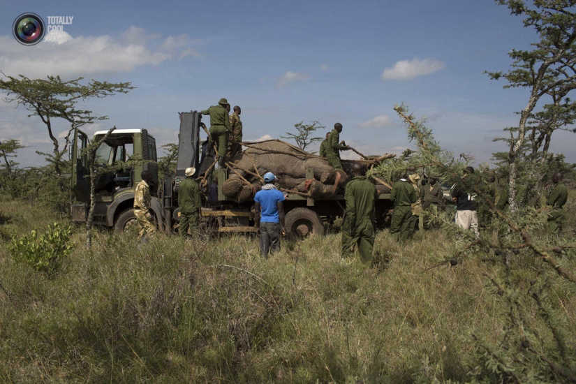 El Servicio de Vida Silvestre de Kenia reubica elefantes