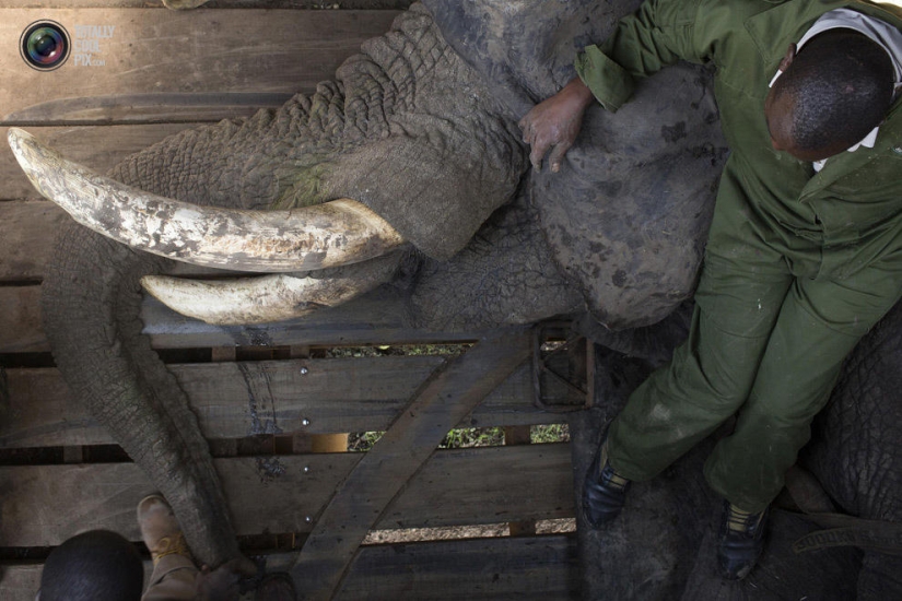 El Servicio de Vida Silvestre de Kenia reubica elefantes
