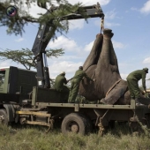 El Servicio de Vida Silvestre de Kenia reubica elefantes
