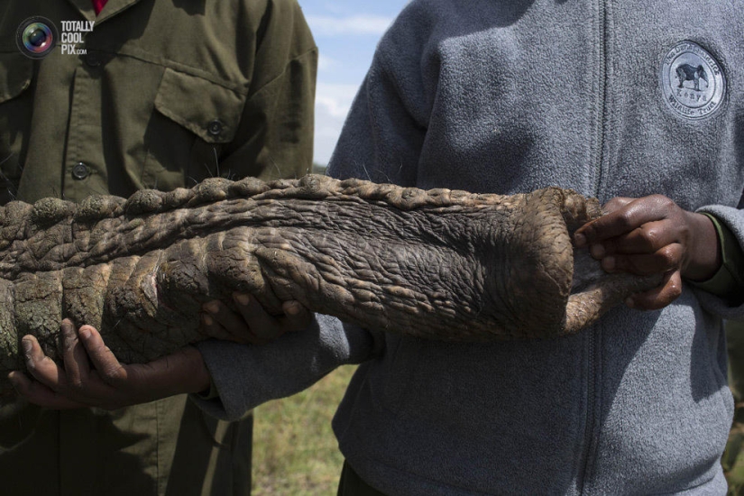 El Servicio de Vida Silvestre de Kenia reubica elefantes