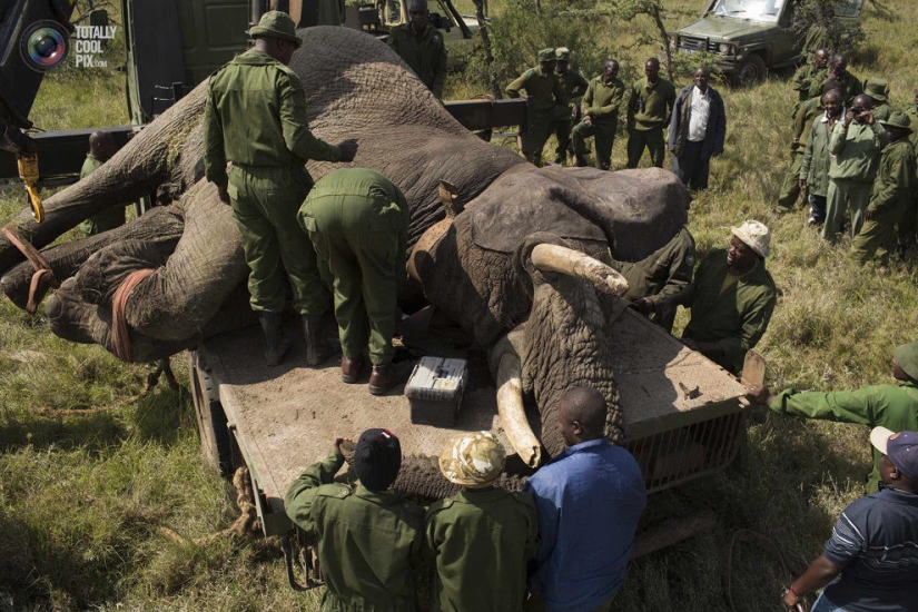 El Servicio de Vida Silvestre de Kenia reubica elefantes