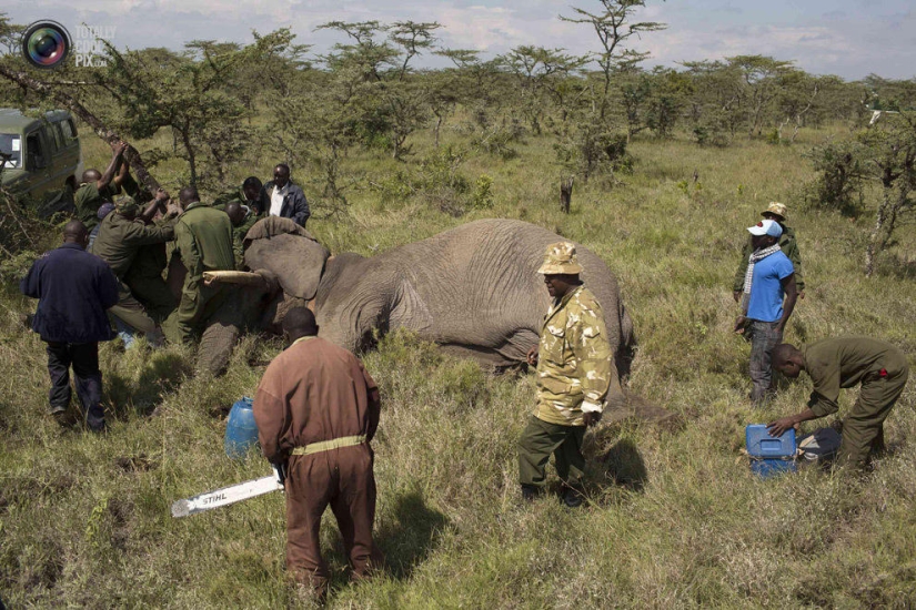 El Servicio de Vida Silvestre de Kenia reubica elefantes