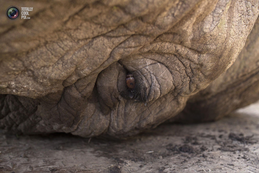 El Servicio de Vida Silvestre de Kenia reubica elefantes