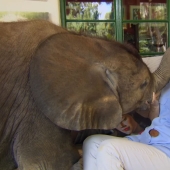 Elephant has found a new "mom"