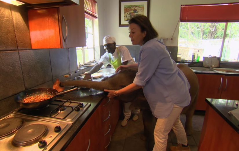 Elephant has found a new "mom"