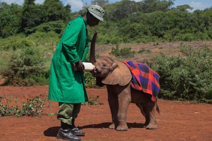 Elephant Orphanage in Kenya