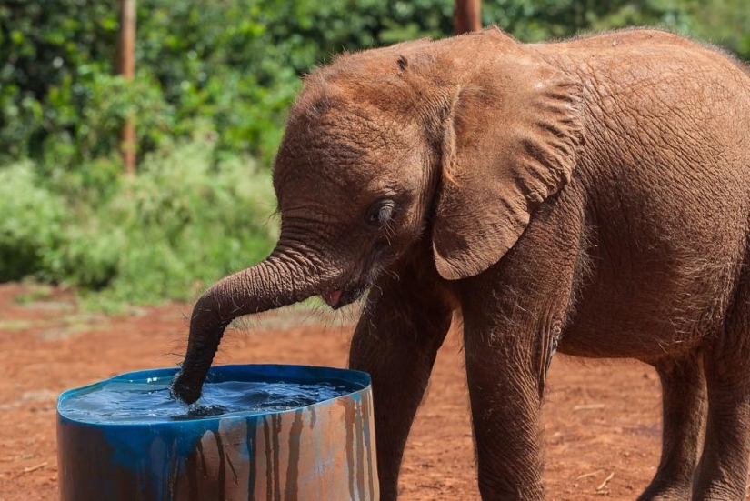 Elephant Orphanage in Kenya