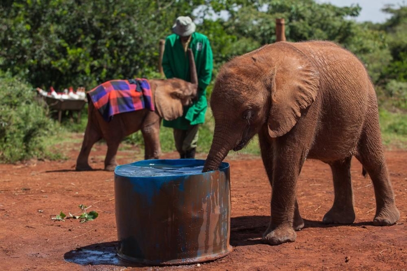Elephant Orphanage in Kenya