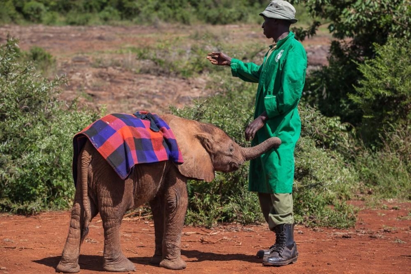 Elephant Orphanage in Kenya