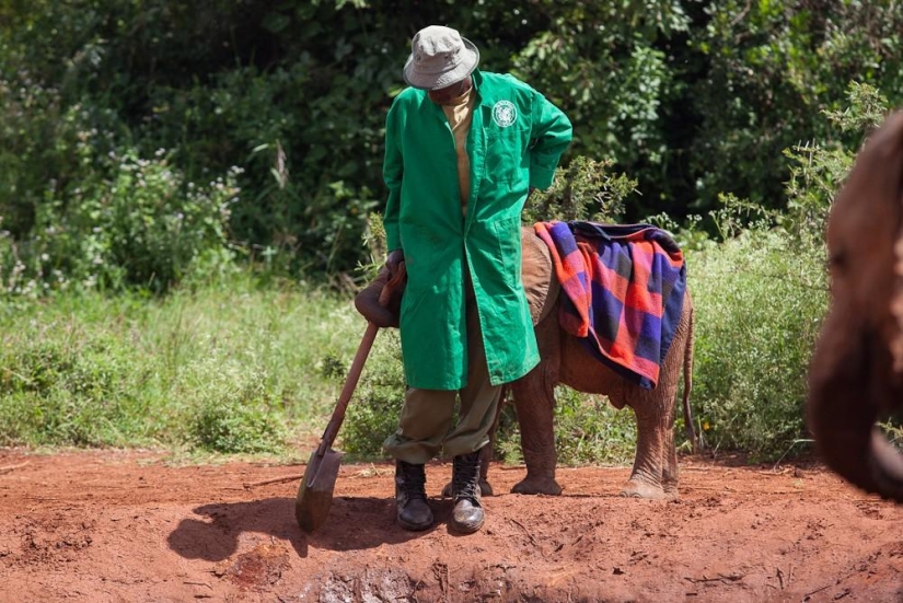 Elephant Orphanage in Kenya