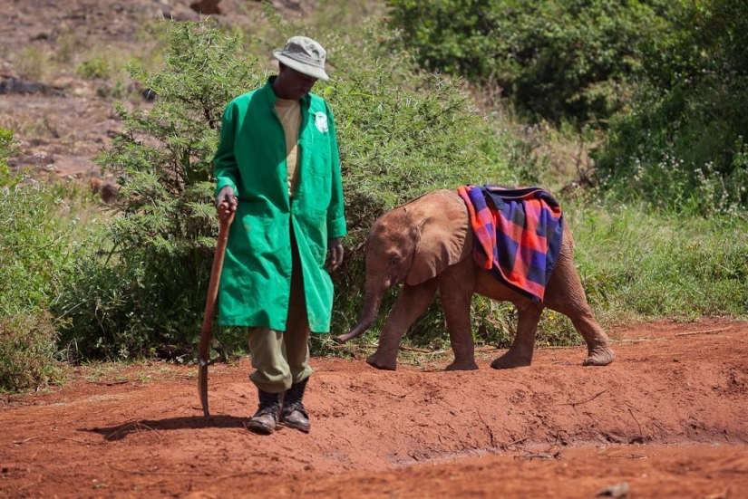 Elephant Orphanage in Kenya