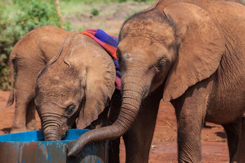 Elephant Orphanage in Kenya