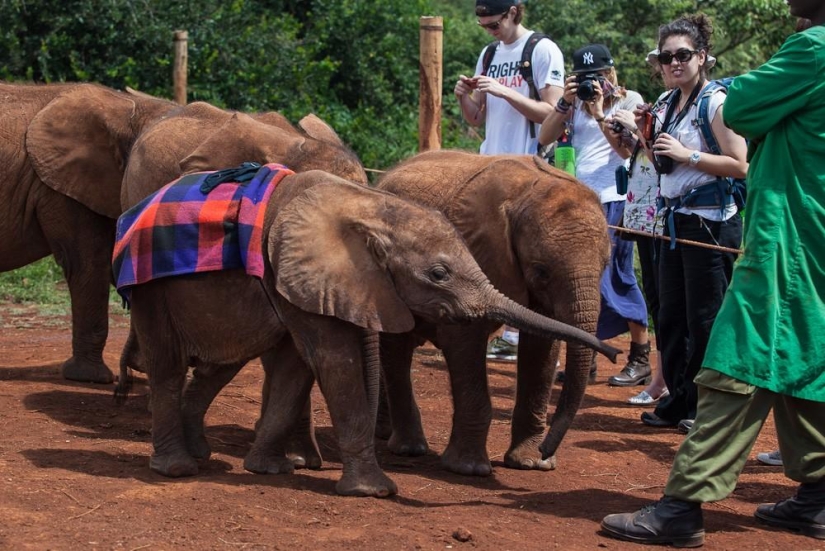 Elephant Orphanage in Kenya