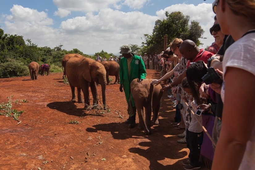 Elephant Orphanage in Kenya