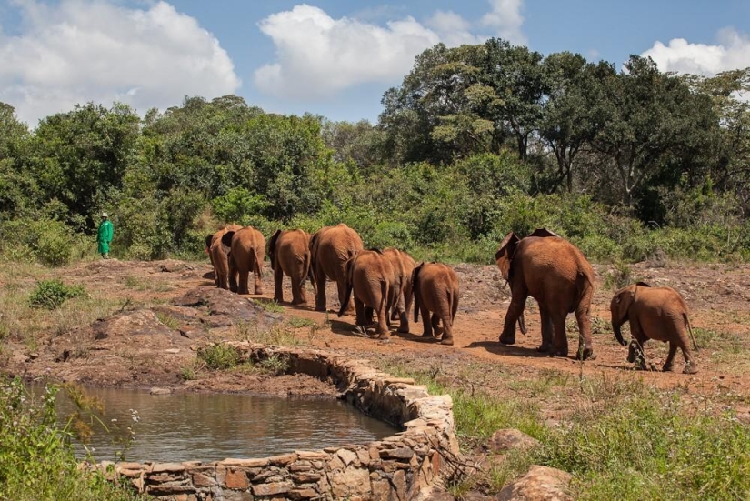 Elephant Orphanage in Kenya