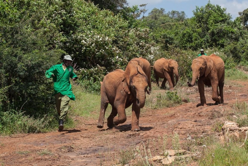 Elephant Orphanage in Kenya