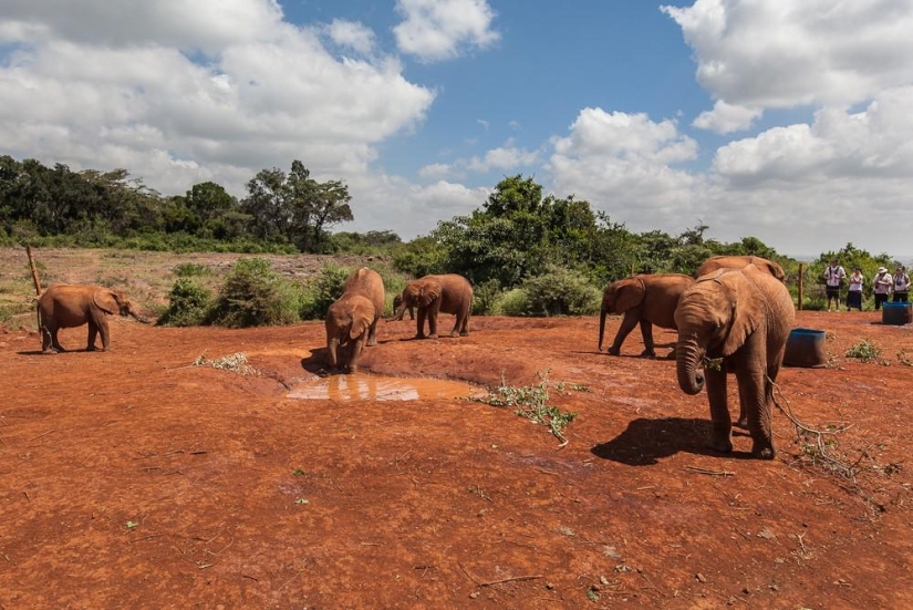 Elephant Orphanage in Kenya