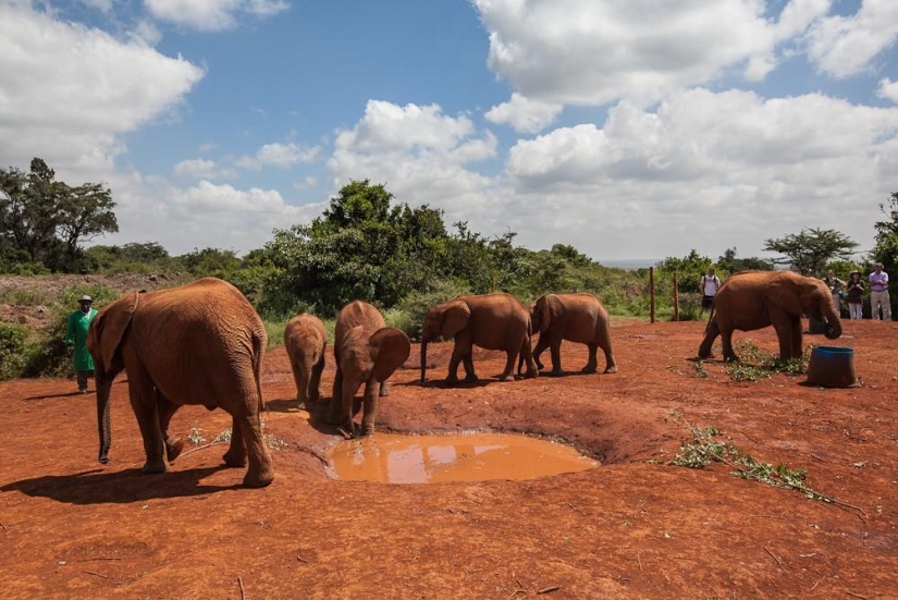 Elephant Orphanage in Kenya