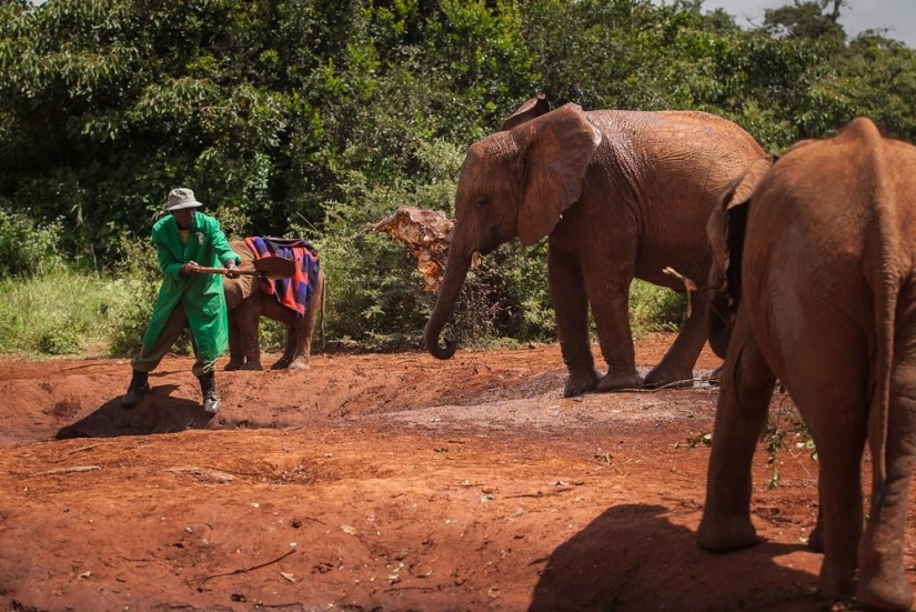 Elephant Orphanage in Kenya