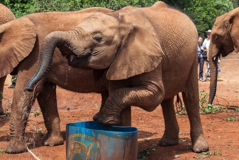 Elephant Orphanage in Kenya