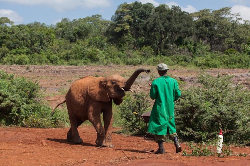 Elephant Orphanage in Kenya