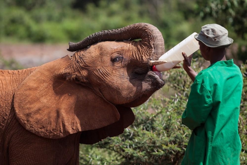 Elephant Orphanage in Kenya