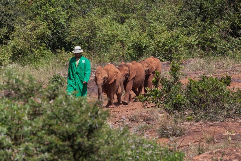 Elephant Orphanage in Kenya