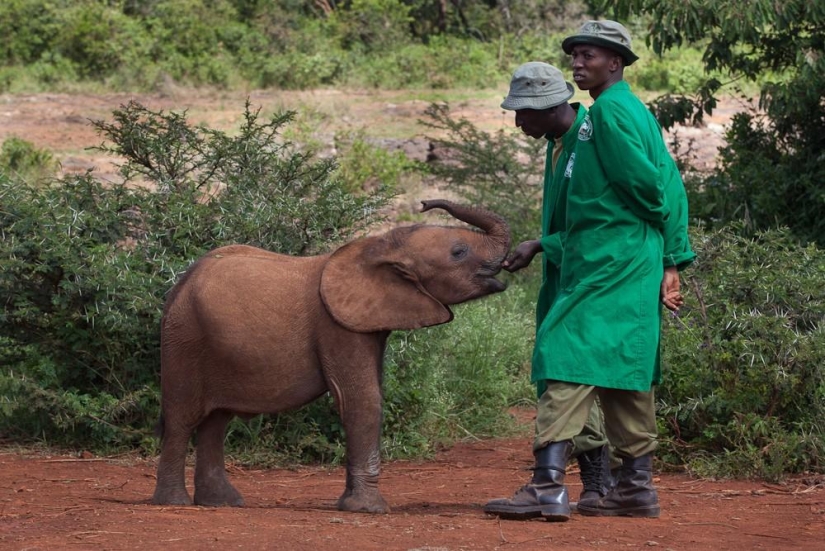 Elephant Orphanage in Kenya