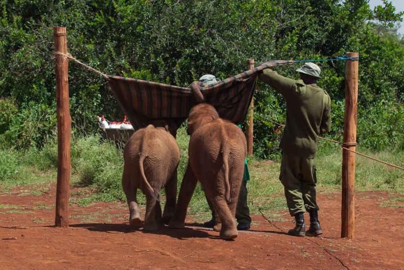 Elephant Orphanage in Kenya