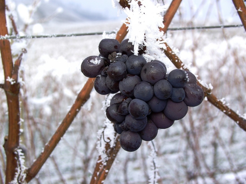 Elixir de los dioses: 36 datos interesantes sobre el vino