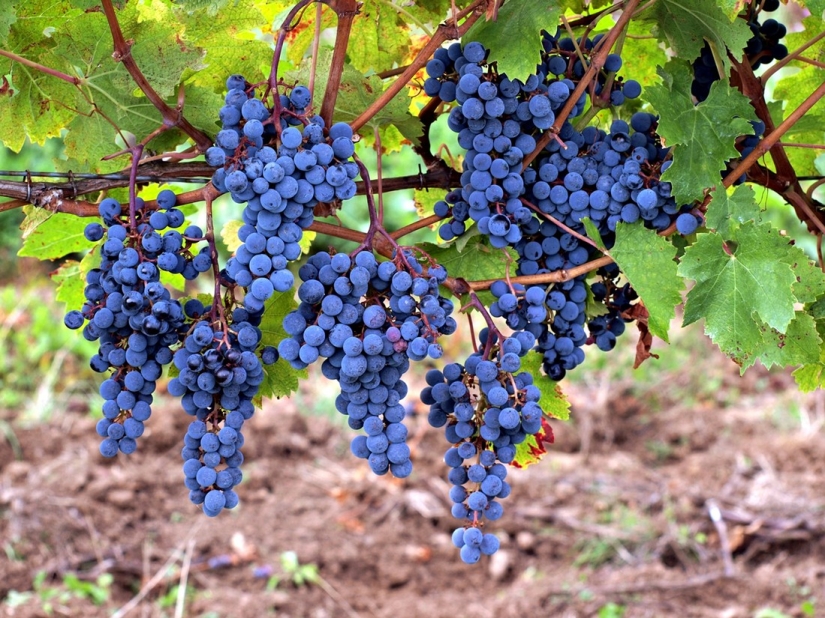 Elixir de los dioses: 36 datos interesantes sobre el vino