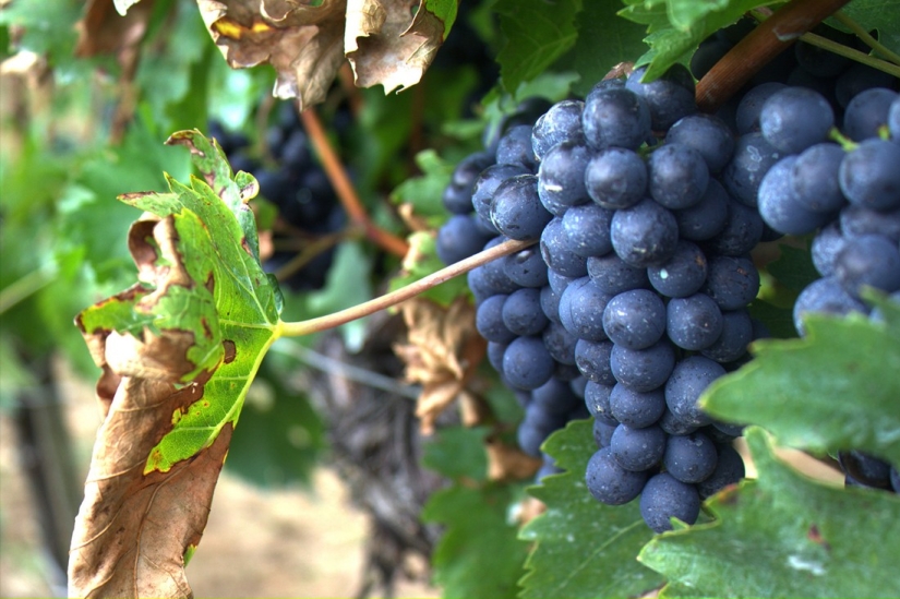 Elixir de los dioses: 36 datos interesantes sobre el vino
