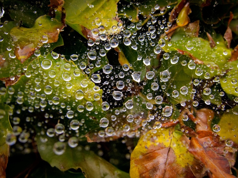 Elixir de los dioses: 36 datos interesantes sobre el vino