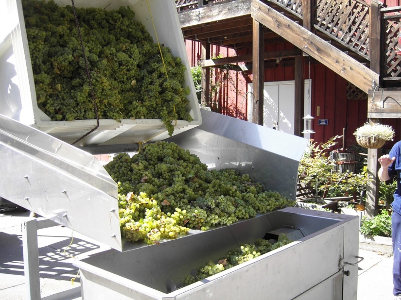 Elixir de los dioses: 36 datos interesantes sobre el vino