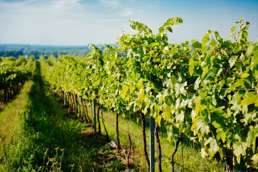 Elixir of the Gods: 36 Interesting Facts About Wine Elixir of the Gods: 36 Interesting Facts About Wine