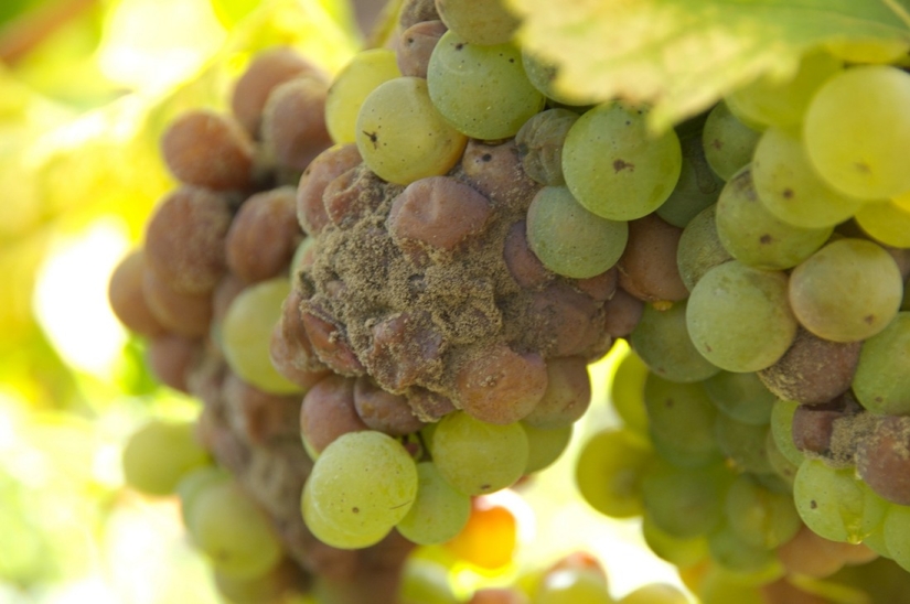 Elixir of the Gods: 36 Interesting Facts About Wine Elixir of the Gods: 36 Interesting Facts About Wine