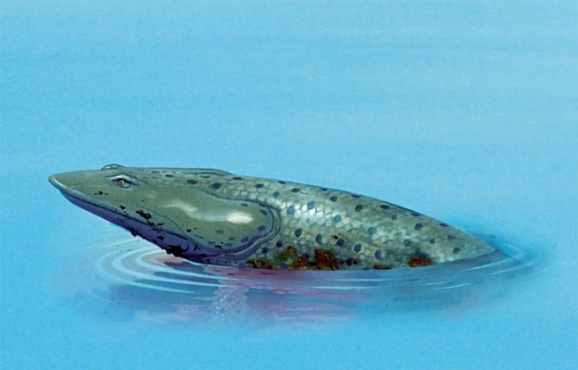 Elpistostega: La criatura que nos dio dedos. Uno de los primeros "peces" que se atrevió a ir a la tierra y adquirió extremidades de pleno derecho. Elpistostega: La criatura que nos dio dedos. Uno de los primeros "peces" que se atrevió a ir a la tierra y adquirió extremidades de pleno derecho.