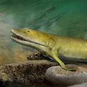 Elpistostega: The creature that gave us fingers. One of the first "fish" that dared to go on land and acquired full-fledged limbs Elpistostega: The creature that gave us fingers. One of the first "fish" that dared to go on land and acquired full-fledged limbs