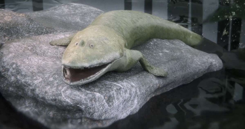 Elpistostega: The creature that gave us fingers. One of the first "fish" that dared to go on land and acquired full-fledged limbs Elpistostega: The creature that gave us fingers. One of the first "fish" that dared to go on land and acquired full-fledged limbs