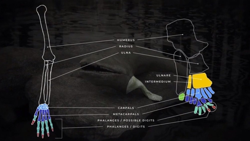 Elpistostega: The creature that gave us fingers. One of the first "fish" that dared to go on land and acquired full-fledged limbs Elpistostega: The creature that gave us fingers. One of the first "fish" that dared to go on land and acquired full-fledged limbs