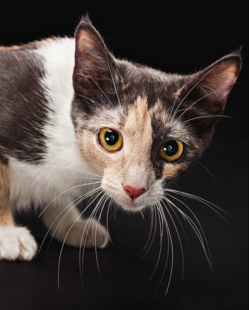 Emociones animales de Evan Kafka