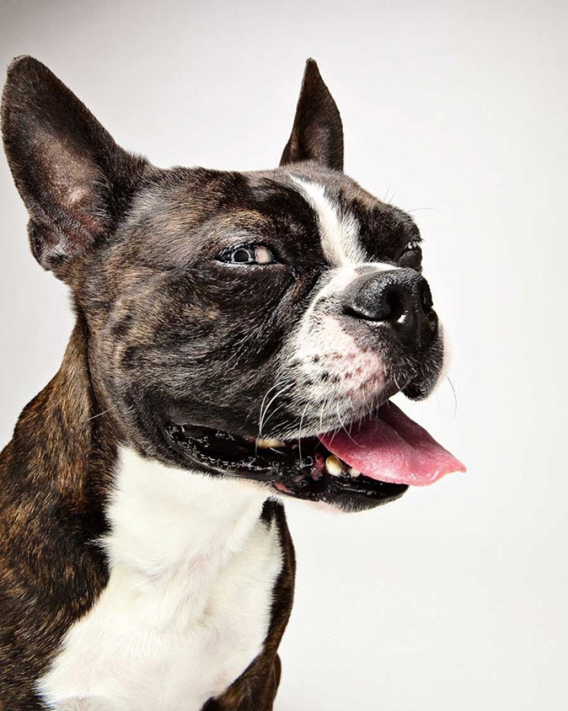 Emociones animales de Evan Kafka