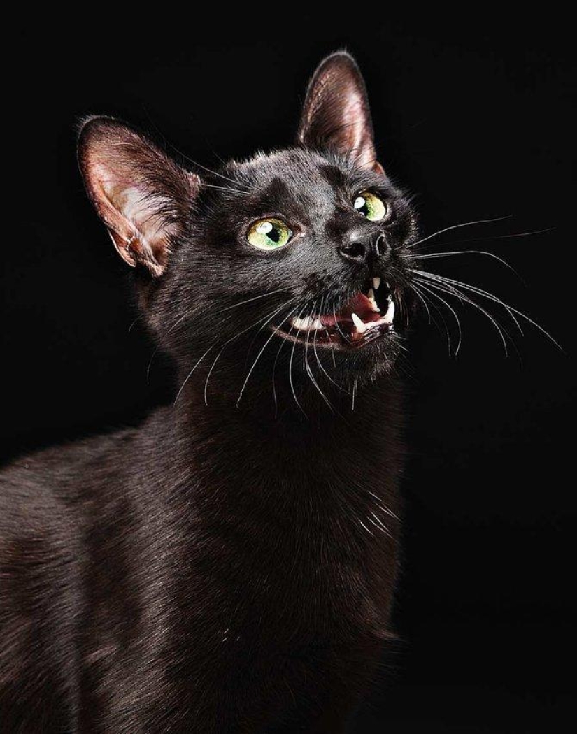 Emociones animales de Evan Kafka