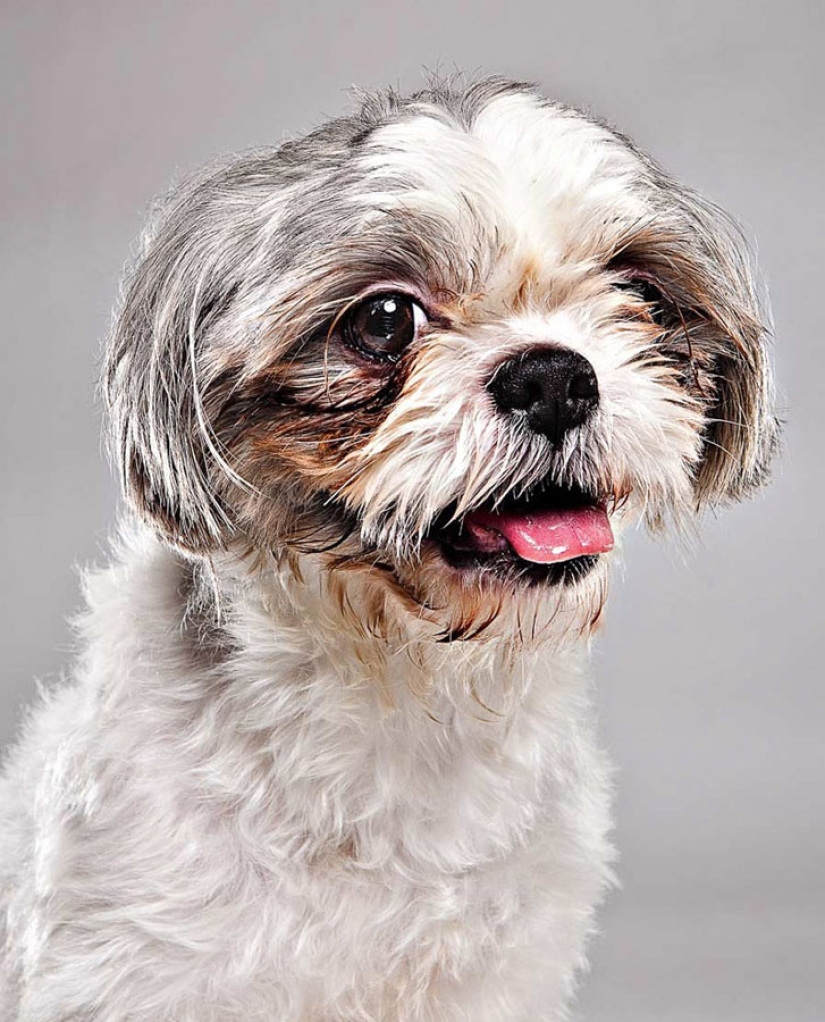 Emociones animales de Evan Kafka