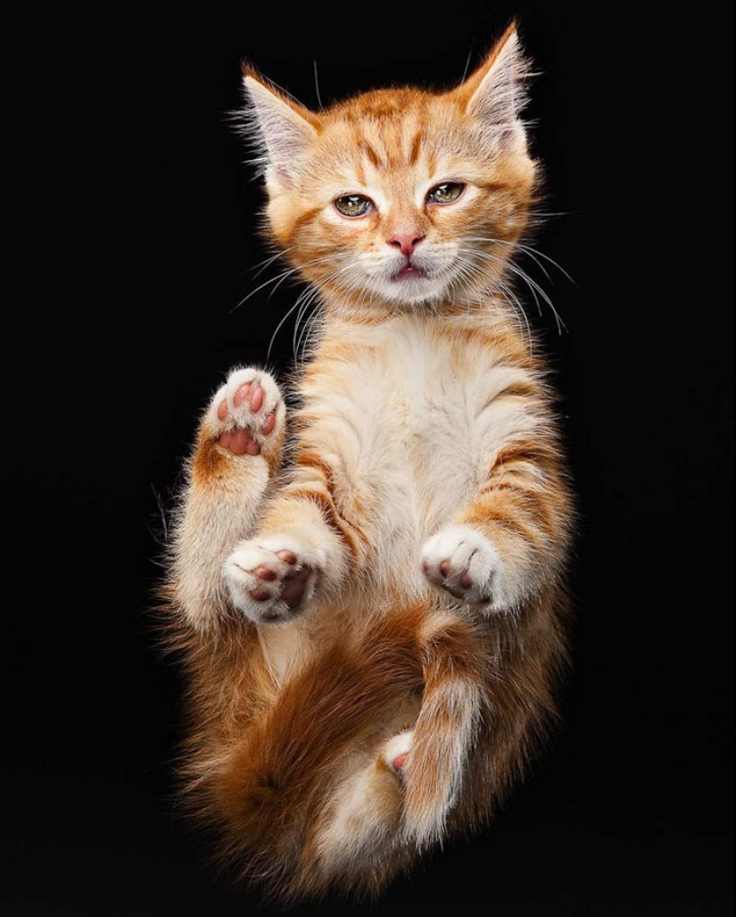 Emociones animales de Evan Kafka