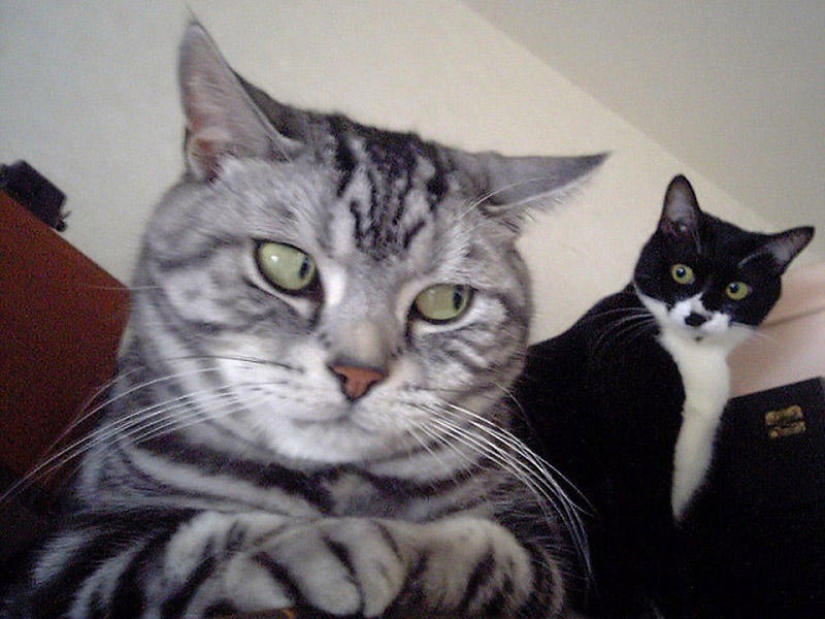 Emotional selection: Sideways glances in the animal world Emotional selection: Sideways glances in the animal world