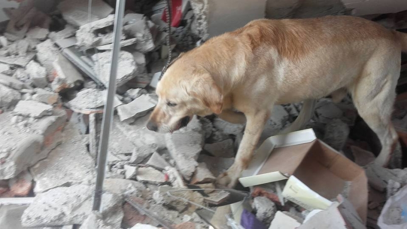 En Ecuador, el perro rescató a 7 personas de los escombros y murió por deshidratación En Ecuador, el perro rescató a 7 personas de los escombros y murió por deshidratación
